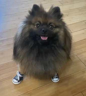 Doggy High Top Sneakers