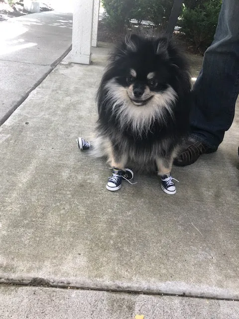 Doggy High Top Sneakers