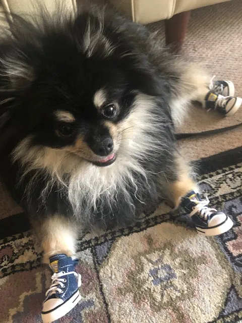 Doggy High Top Sneakers