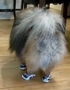 Doggy High Top Sneakers